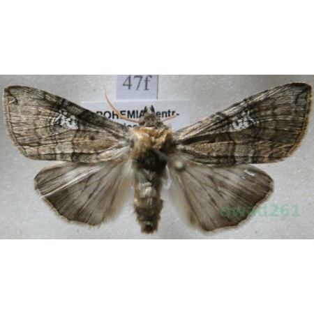 Tethea ocularis (Linnaeus, 1767) Falica oczenica Czech47f